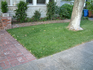 Tree and Grass